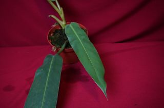 Philodendron Bonifaziae Rare Aroid Plant Anthurium Monstera