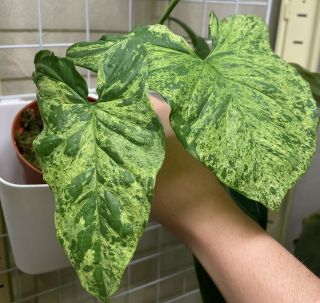 Syngonium Mottled - Mojito - Rare Aroid - Not Philodendron Monstera - Plant