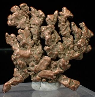 Rare Native Copper Crystal Arborescent Fine Mineral Specimen Rocklands Australia
