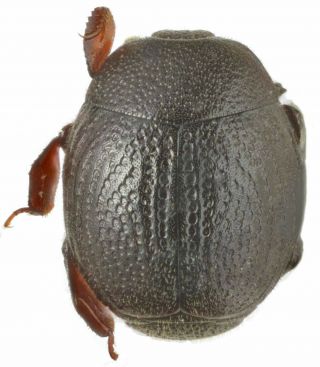 Coleoptera Histeridae Hetaeriinae Euclasea Sp.  Ab.  2.  5 Mm Peru Rare