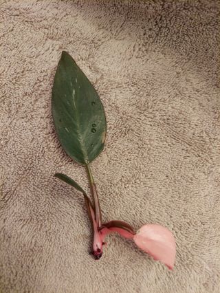 Philodendron Pink Princess Ppp Cutting With Nodes Rare Fully Variegated Leaf