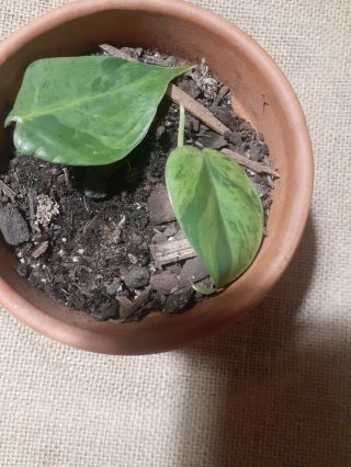 Variegated Heartleaf Philodendron Hederaceum Rare Htf.  Rooted