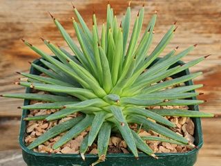 Agave Stricta Blue Compact Form Rare Type On Roots Pot 10 Cm Cactus