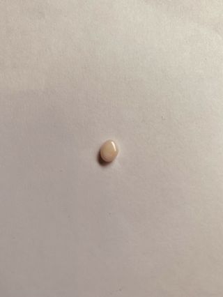 Very Pale Pink Conch Pearl.  Rare Saltwater Pearl.