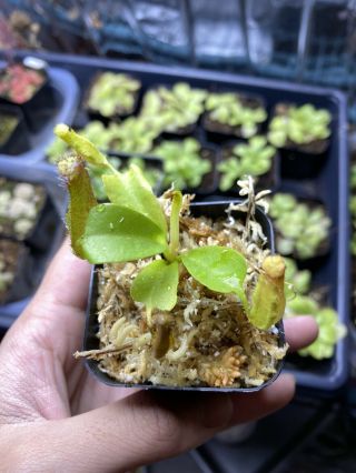 Nepenthes Nebularum Bcp Rare Carnivorous Plant