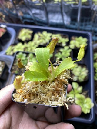 Nepenthes nebularum BCP rare Carnivorous Plant 2