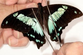 Papilionidae Papilio Desmondi Ssp? Rare From Uluguru Mts.  Tanzania