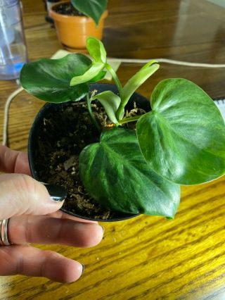 Rare Variegated Heartleaf Philodendron Hederaceum,  Healthy,  Well Rooted.