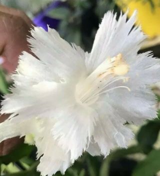 Schlumbergera " Albino White Flamenco " Ultra Rare Christmas Cactus