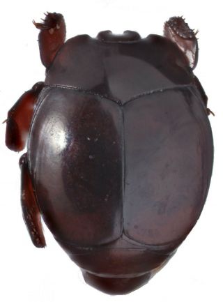 Coleoptera Histeridae Hetaeriinae Gen.  Sp.  Ab.  2.  5 Mm Peru Rare