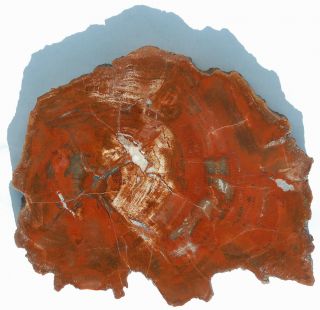 Rare,  Permian,  Polished Utah Petrified Wood Round - Dadoxylon
