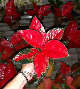 Rare Aglaonema Red Suksom Chaipong With Phytosanitary Certificate / Dhl Express