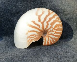 Nautilus Macromphalus.  Rare