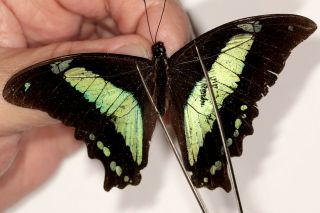 Papilionidae Papilio Desmondi Ssp ? Rare From Kitulo National Park S.  W Tanzania