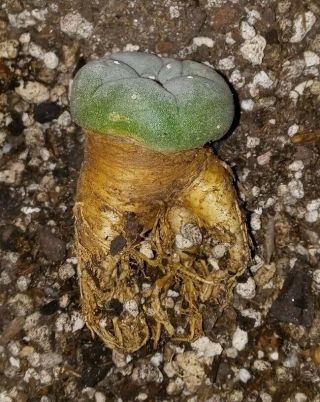 Ariocarpus Astrophytum Nuevo Leon Rare Own Root Seedling Cactus Plant.