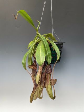 Nepenthes Fairyland (sanguineo X Clipeata) Very Rare Pitcher Plant Carniverous