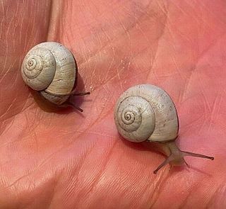 (3) Rare Extra Large Live White Land Snails,  3 Gifts