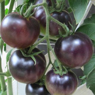 Tomato Black Cherry Russian Heirloom - 500,  Seeds - Organic - Non Gmo - Rare