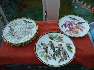7 X Songbirds Of The World Franklin Wedgwood Large 10.  5 " Plate Rare