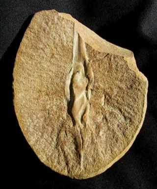 Extinctions - Rare,  Detailed Pennsylvanian Shark Egg Fossil - Mazon Creek