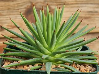 Agave Stricta Compact Fat Leaves Rare Type On Roots Pot 10 Cm Cactus