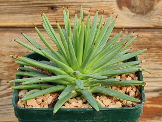 agave stricta compact fat leaves RARE type on roots pot 10 cm cactus 3