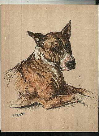 English Bull Terrier Vintage Dog Print,  By K F Barker,  Coloured.  1937