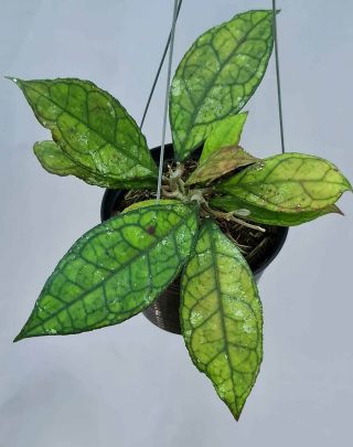 Hoya Finlaysonii Big Leaves [r16d01],  1 Pot Rooted Plants 3 - 4 Inches Rare