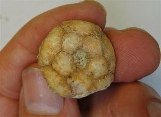 Crinoids - Permian Period - Rare Apographiocrinus From Timor - Uc2