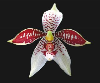 Paphinia Rugosa (stanhopea Relative) - Extremely Rare & Stunning Orchid