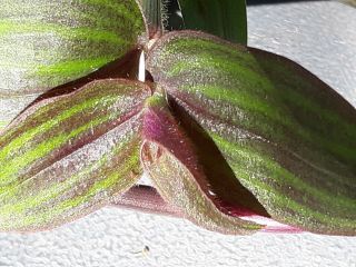 $12value Purple Plush Wandering Jew Rare & Hard To Find Easy Well Rooted 4,
