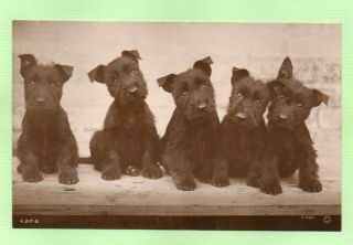 Scottish Terrier Scottie Dog Puppies Antique Rotary Photo Postcard