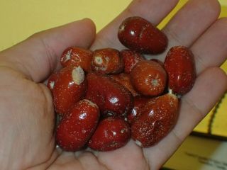 Trebizond Date - Elaeagnus Orientalis - Rare Hardy Fruit Shrub - 10 Dry Fruits