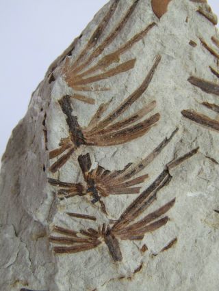 Plate With Rare Fern Fossil.  Asterophyllites Equisetiformis,  Nºw04