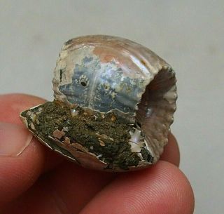 Rare 29x30mm Erymnoceras Doliforme Ammonite Pyrite Fossil Ryazan Russia