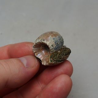 RARE 29x30mm Erymnoceras doliforme Ammonite Pyrite Fossil Ryazan Russia 2