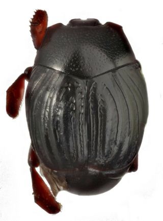 Coleoptera Histeridae Hetaeriinae Paratropinus Scalptus Ab.  3 Mm Peru Rare