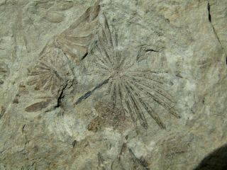 Top - Plate With Rare Fern.  Annularia Spinulosa.  Carboniferous.  Nºfo5