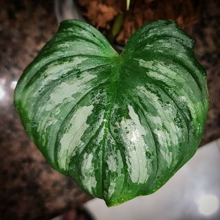 Variegated Philodendron Mamei Silver Cloud ☆indoor Grown☆ Rare Tropical Aroid