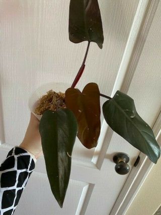 Rare Philodendron Dark Lord Rooted Plant