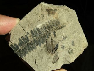 Plate With Rare Fern Fossil.  Nemejcopteris Feminaeformis.  Nºlb07
