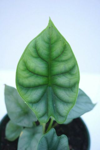 Alocasia Baginda Silver Dragon | Very Rare Live 4 - Inch Potted Plant