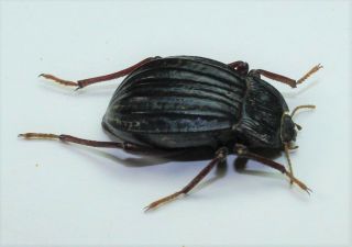 Tenebrionidae,  Epipedonota Microdera (very Rare Species)