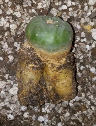 Ariocarpus Aztekium Koehresii Rare Own Root Seedling,  Rare Cactus Plant,