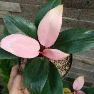 Rare Philodendron Pink Congo Phytosanitary Certificate Dhl Express