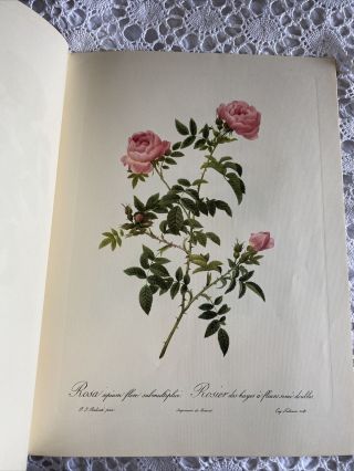 Vintage Pierre - Joseph Redoute Rose Print