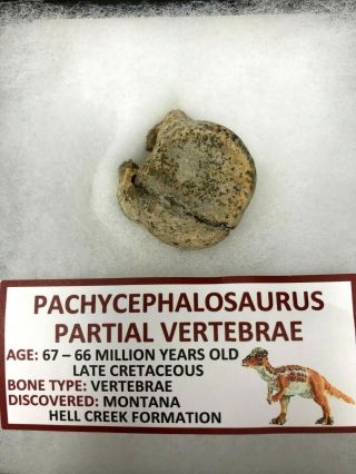 Rare Ancient Pachycephalosaurus Partial Vertebrae Bone - 67 - 66 Million Years Old