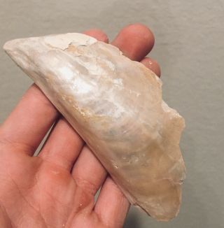 Rare Spain Fossil Bivalve Mytilus Scaphoides Pliocene Fossil