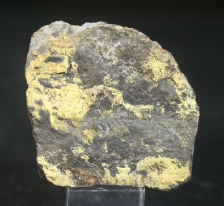 Large Columbite Crystal With Parsonsite: Mica Lode Pegmatite,  Colorado - Rare