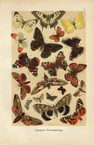 1890 Butterflies Moths Antique Chromolithograph Print Martin
